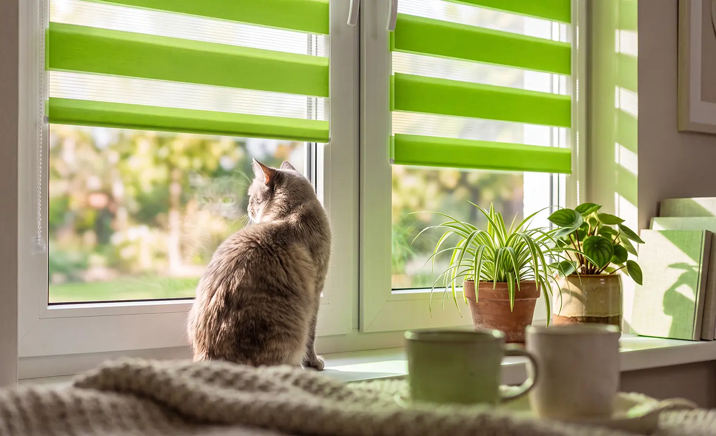 Small grey cat sitting on a windowsill beside a window with a green day-and-night blind.