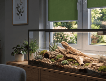 Aquarium and terrarium by the window – how to protect animals from the sun and overheating?